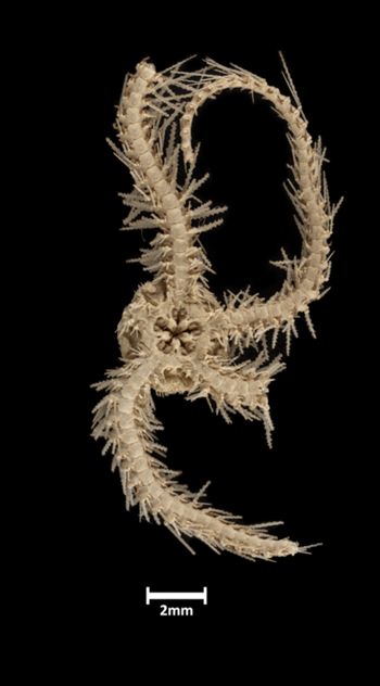 Media type: image;   Invertebrate Zoology OPH-2389 Description: Bottom of brittle star with mouth visible.;  Aspect: ventral